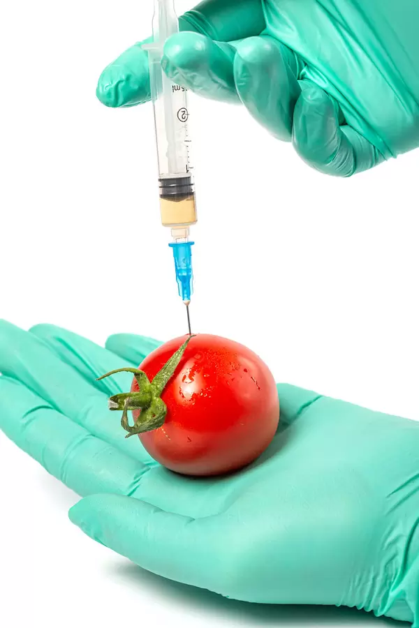 The process of injection in tomato, close up