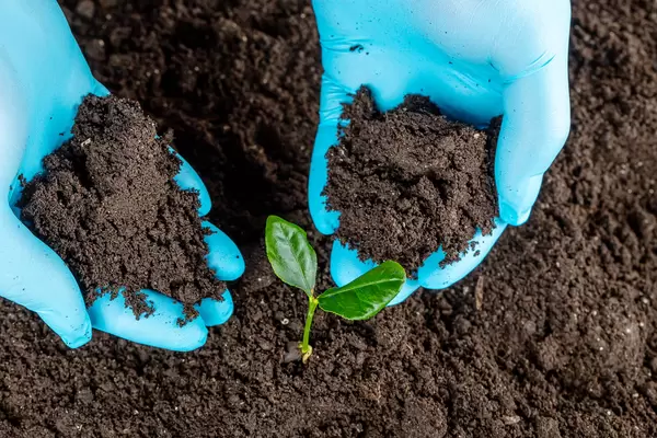 The process of planting a sprout of a young tree