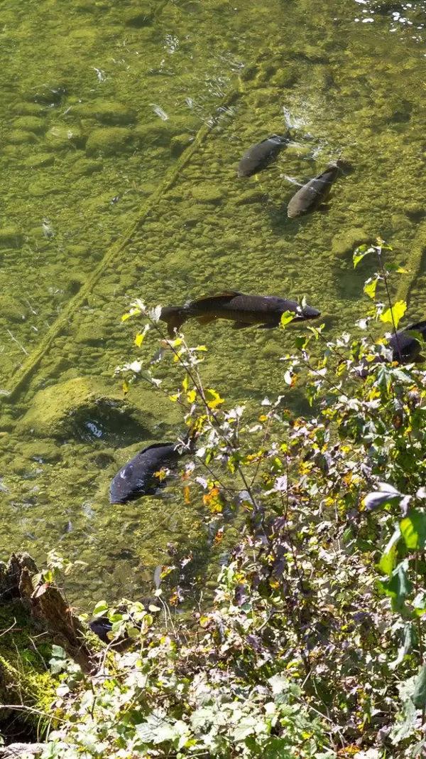 The small lake Buchsee in Tyrol with green, shallow waters and a population of black fish