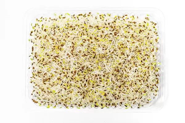 The view from the top micro greens fresh alfalfa on a white background (Flip 2019)