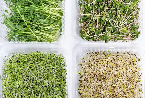 The view from the top micro greens onions, alfalfa, radish and peas. The concept of healthy food