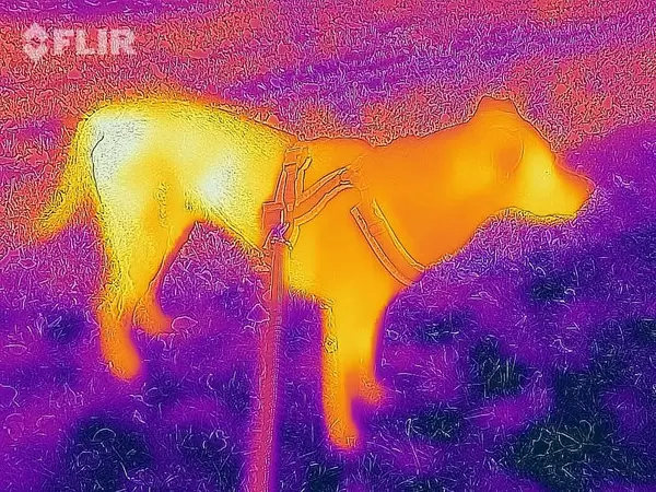 Thermal image of a dog - FLIR infrared camera / iPhone