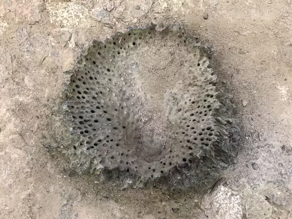 Thick tree trunk with holes in it from above in Vallee de Maion nature reserve on the island of Praslin, Seychelles