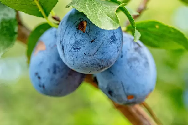 Three blue plums grow on a tree