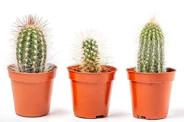 Three cactus in pots on white