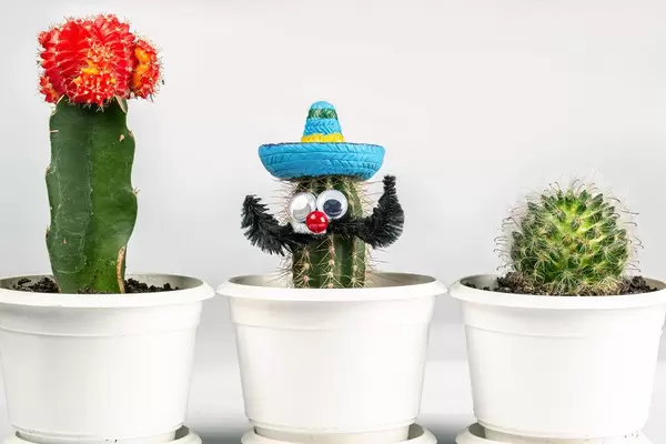 Three cactus in white flower pots
