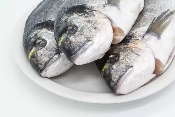 Three heads of dead gilthead seabreams fishes