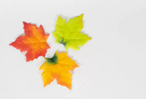 Three maple autumn leaves