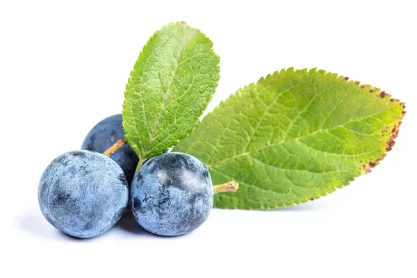 Three of fresh blackthorn berries with leaves on white background