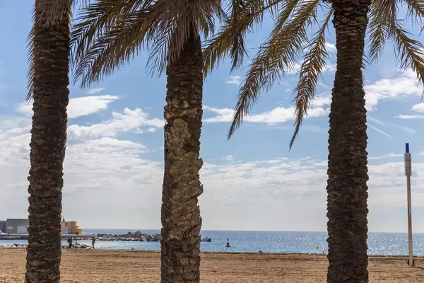 Three palm trees at Platja del Somorrostro Beach in front of the Mediterranean coast of the holiday destination Barcelona, Spain
