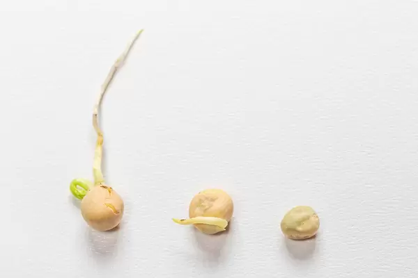 Three pea seeds on a white background. The concept of growth (Flip 2019)