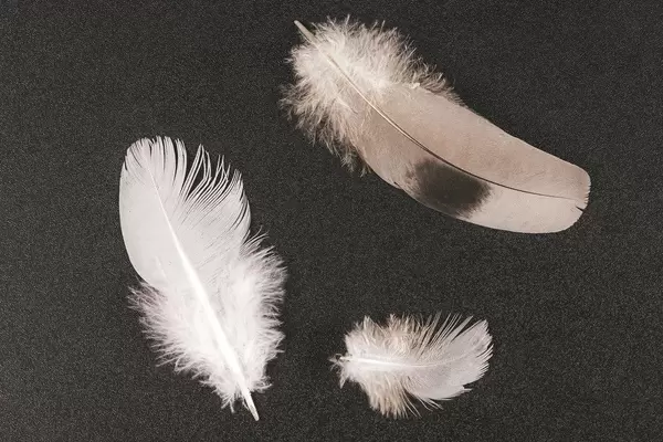 Three pigeon feathers on a black background