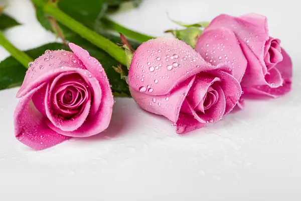 Three pink roses with water drops on a white background