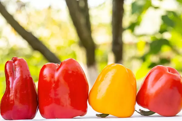 Three red and one yellow bell peppers on a nature background