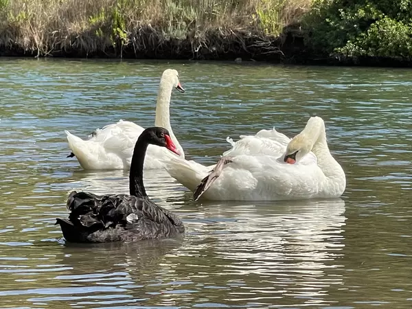 Three swans next to the famous Koukounaries beach in Skiathos, Greece