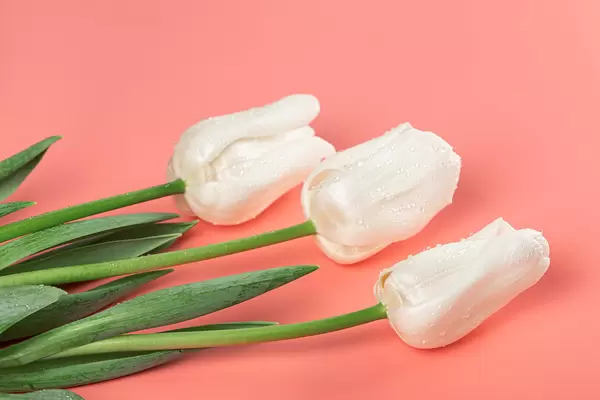 Three white tulips with green leaves on a pink background