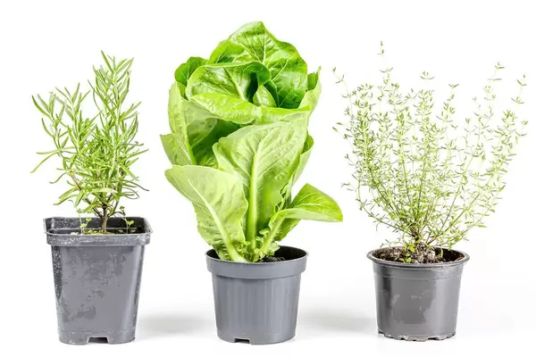 Thyme, rosemary and romaine salad in flower pots