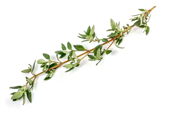 Thyme sprig on white background