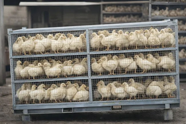 Tierhaltung in Industriebetrieben: Küken in Transportkäfigen