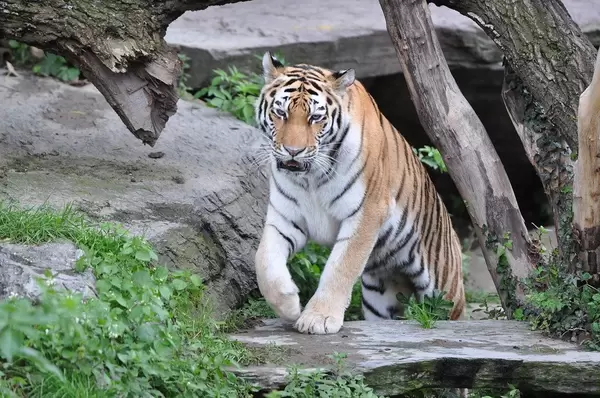 Tiger Stepping on a Rock in the Outside Cage at Cologne Zoo