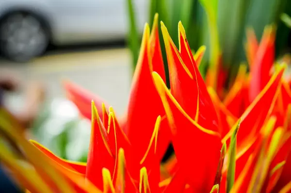 Tips of heliconia tropical flowers