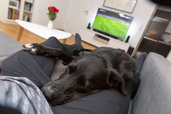 Tired Dog is sleeping