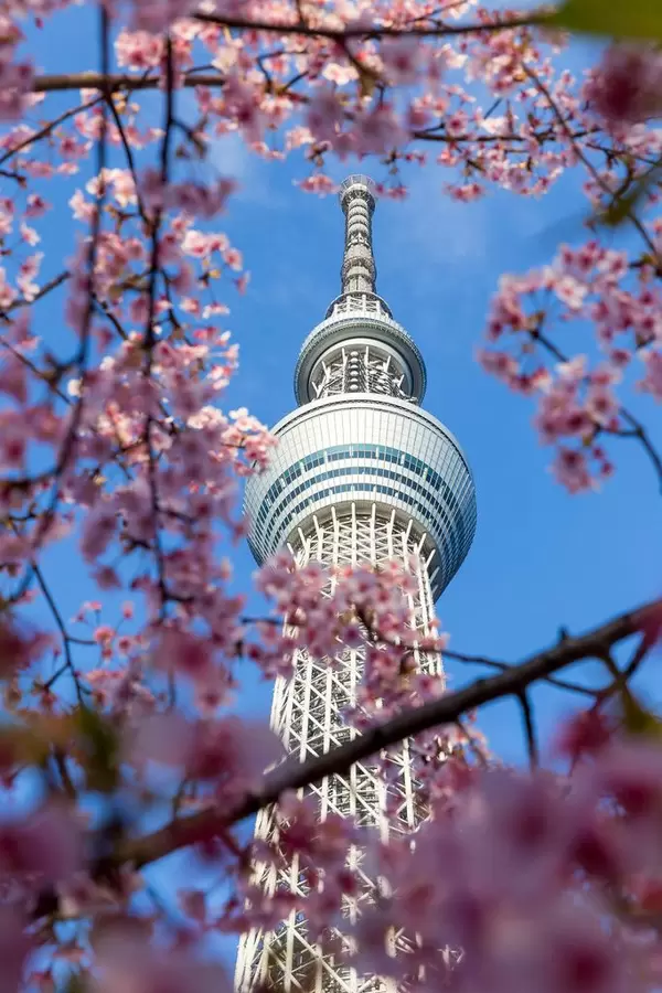 Tokio Skytree und Kirschblüten