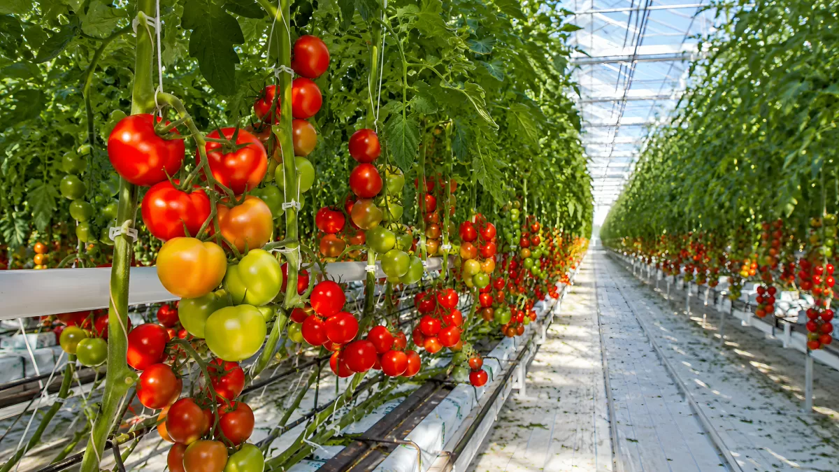 Tomaten in verschiedenen Reifestufen im Gewächshaus