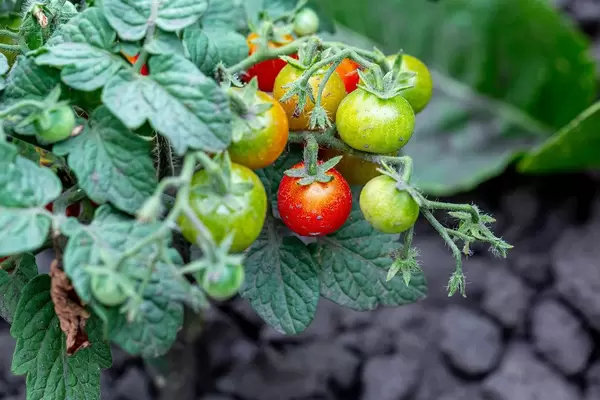 Tomatoes cherry are on branch in the garden