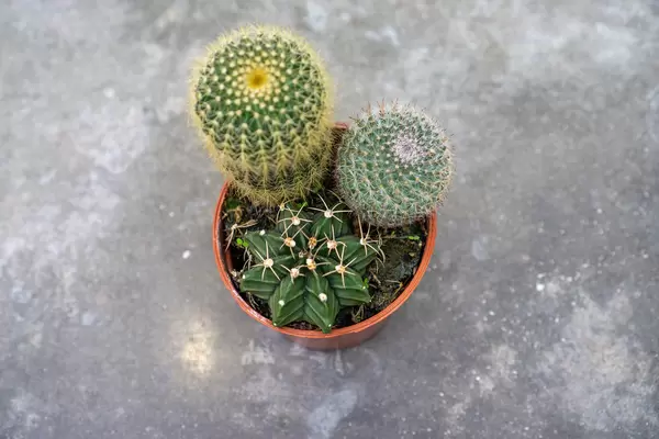 Top View Close Up Photo of Miniature Cactus in a Plant Pot with Stone Background