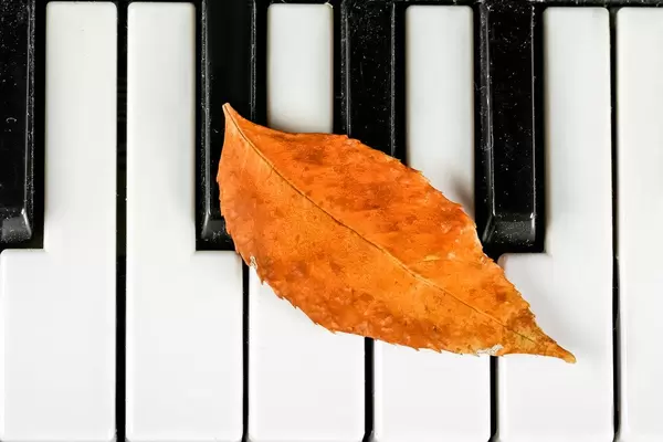 Top view, dry yellow autumn leaf on the piano keys