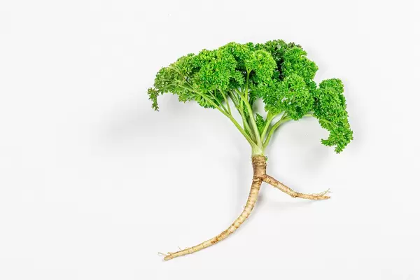 Top view fresh parsley with root on white background
