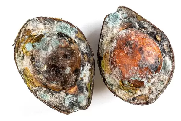 Top view, halves of spoiled avocado with mold