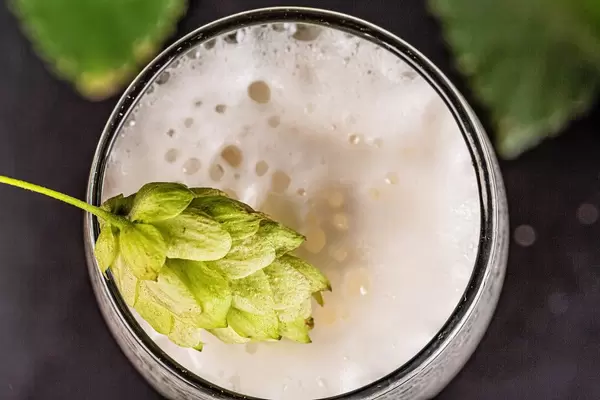 Top view, hop cone on beer foam in a glass, close-up