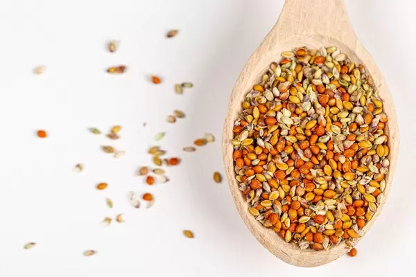 Top view, millet seed on wooden spoon