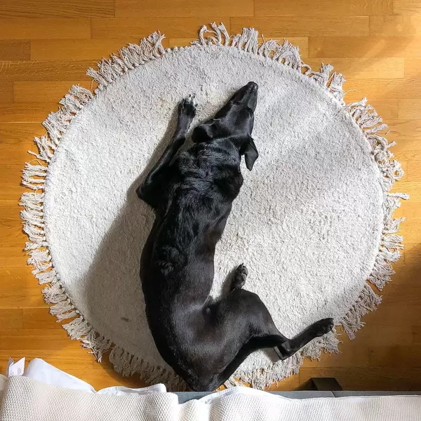 Top view of a black dog lying on a round white carpet on wooden floor at home: an image of relax