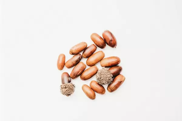 Top view of acorns on white background