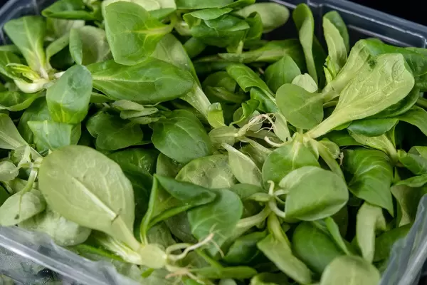Top view of Baby Spinach on the pile (Flip 2019)