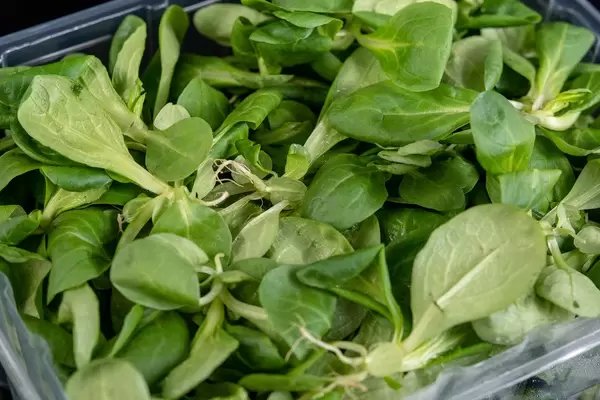 Top view of Baby Spinach on the pile