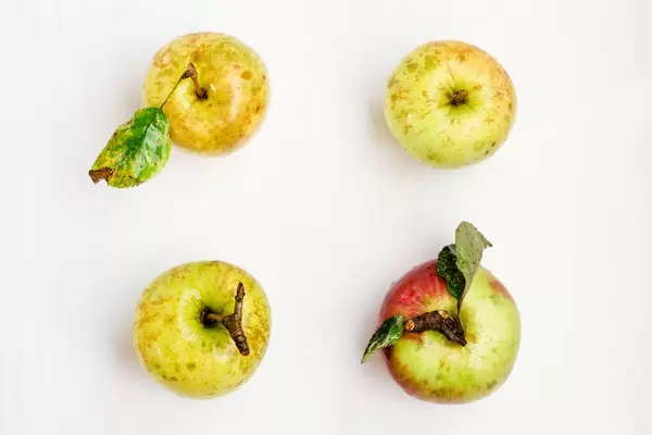 Top view of four fresh colorful apples on white background