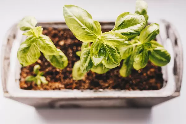 Top view of fresh basil leaves. Close up.