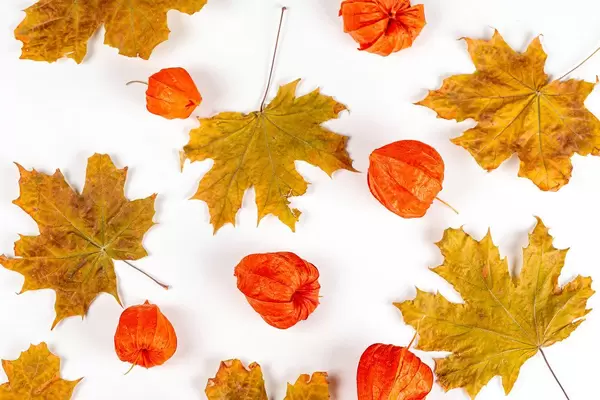 Top view of physalis and autumn maple leaves on white background