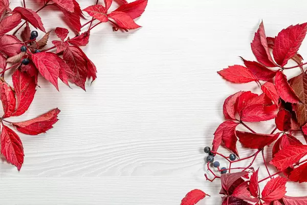 Top view of red leaves of wild grapes. Autumn background with free space