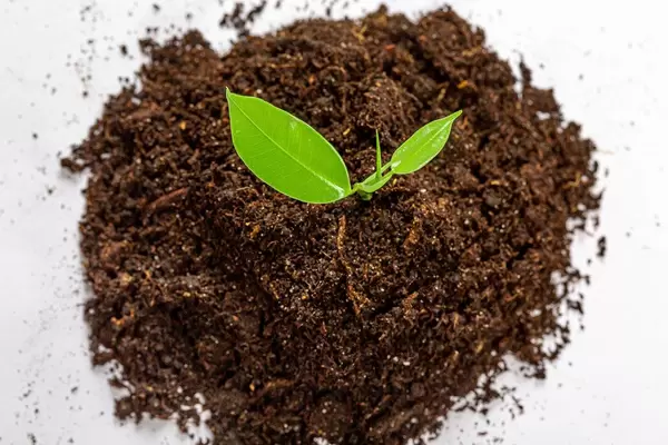 Top view of small green seedling growing out from heap of soil