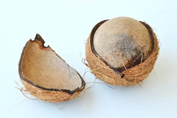 Top View Photo of opened Coconut on White Background