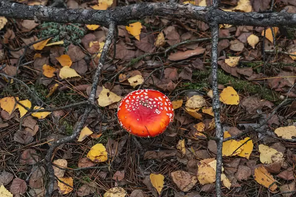 Top view, red amanita growing in the autumn forest