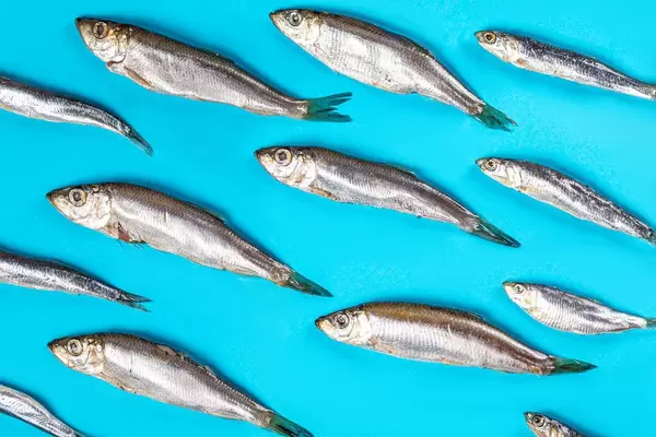 Top view, small fish on a blue background