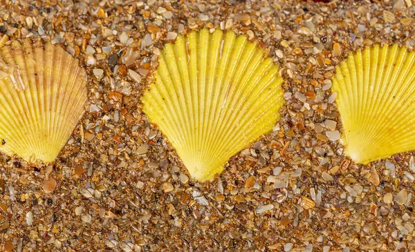Top view, three yellow seashells on the coast