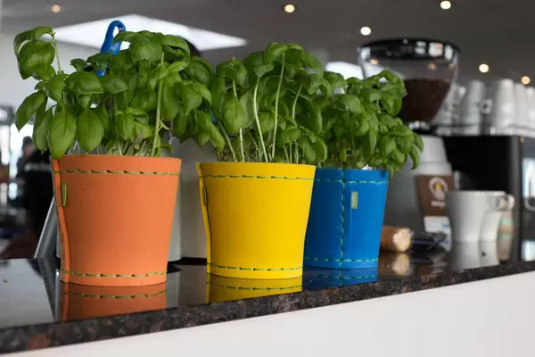 Töpfe mit Basilikum in verschiedenen Farben