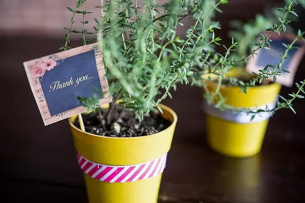 Topfpflanze als Dankesgeschenk mit Notiz
